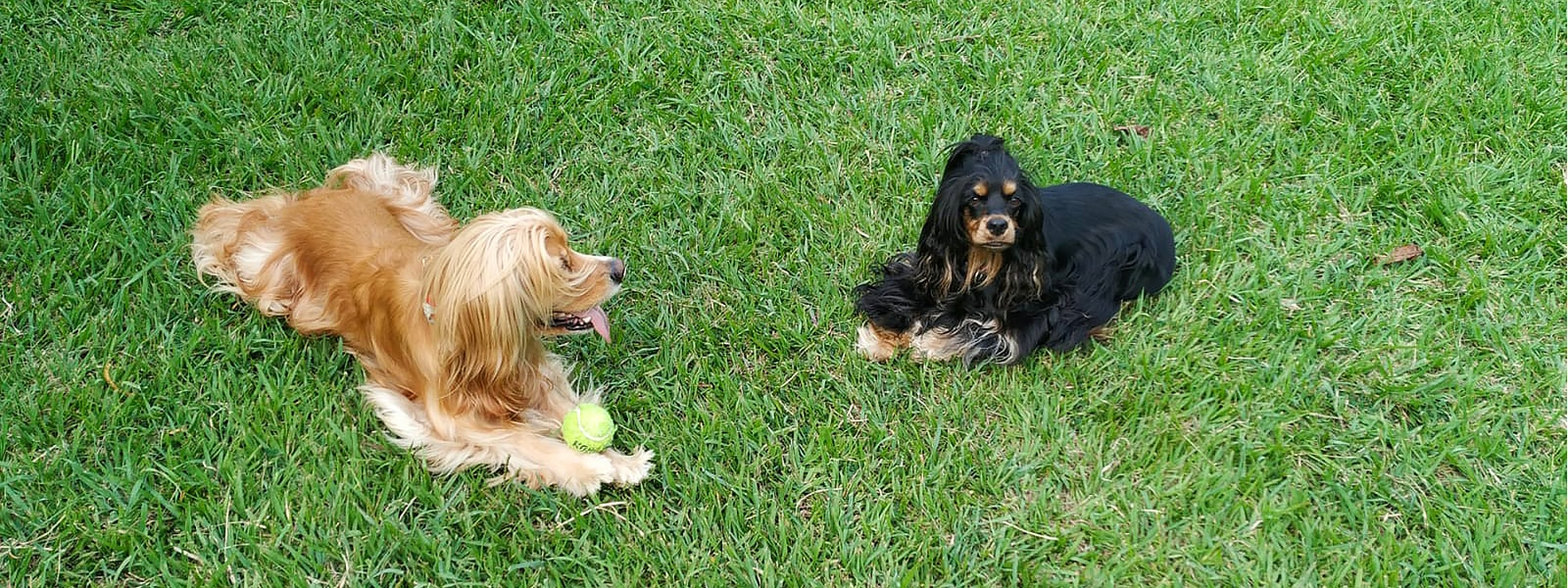 Andy and Molly on the grass