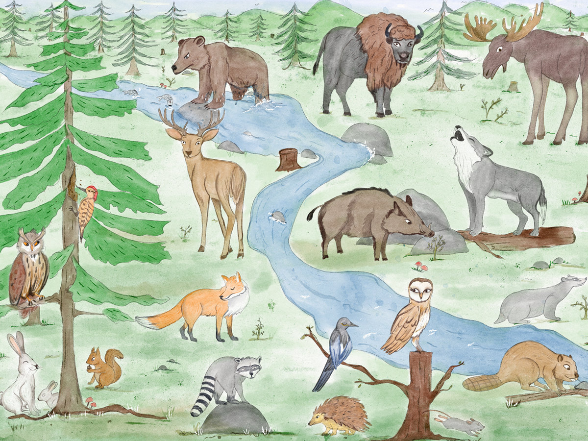 Educational Illustration